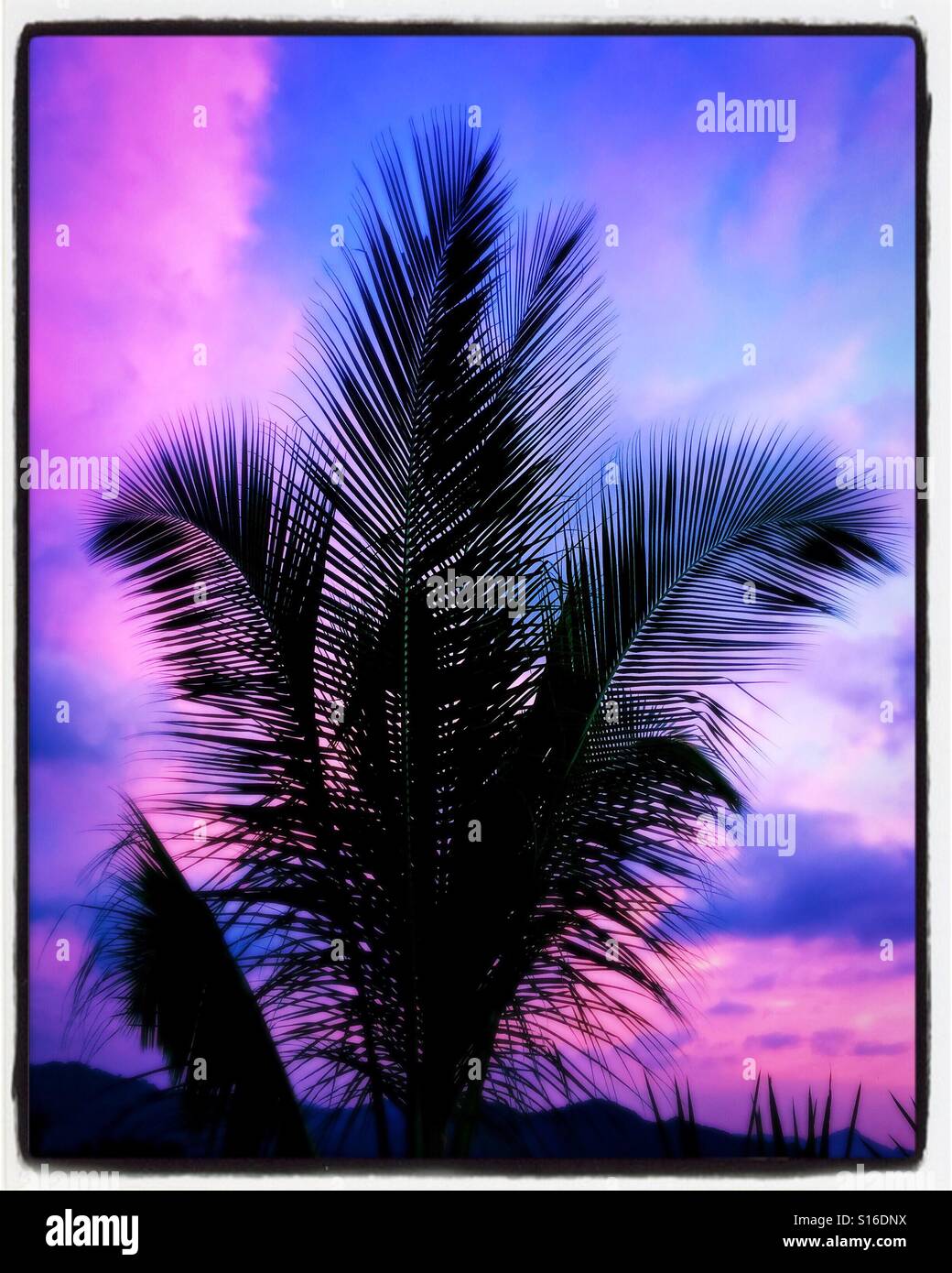 Palm fronds dance against a sky painted in beautiful shades of pink and blue. Stock Photo