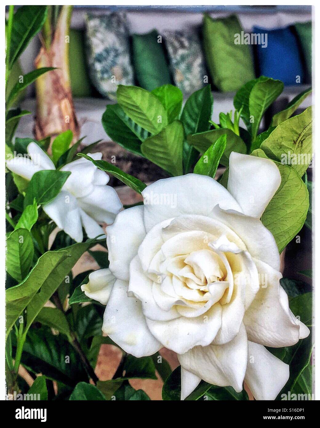 A gardenia adds beauty and fragrance to the interior of a home. Stock Photo