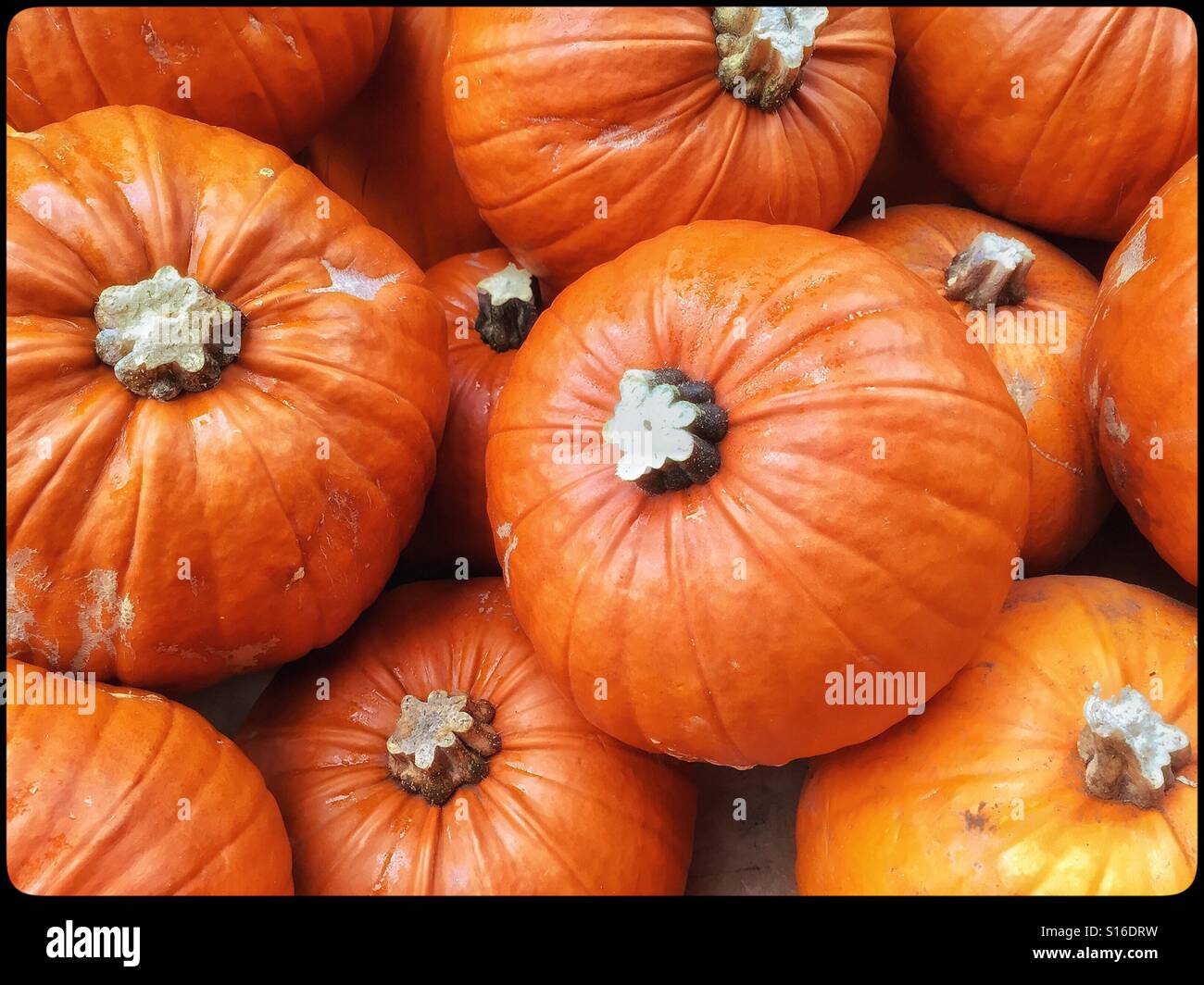 A display of Orange Pumpkins - all for sale and awaiting carving - ready for Hallowe'en. Or maybe they will be used as food - roasted or made into soup? Photo Credit - © COLIN HOSKINS. - Smartphone Captured Stock Image