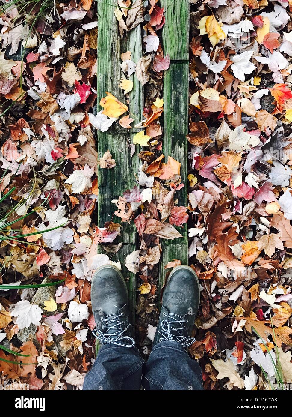 Standing in the fallen leaves. New Jersey, USA. Stock Photo