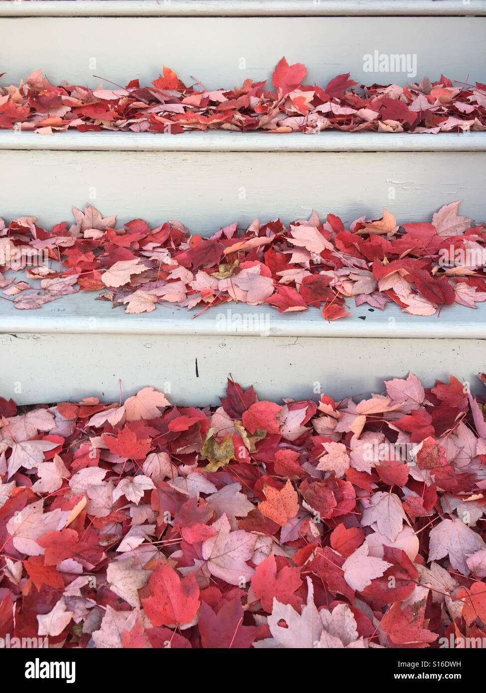 Red fall maple leaves on grey front steps Stock Photo