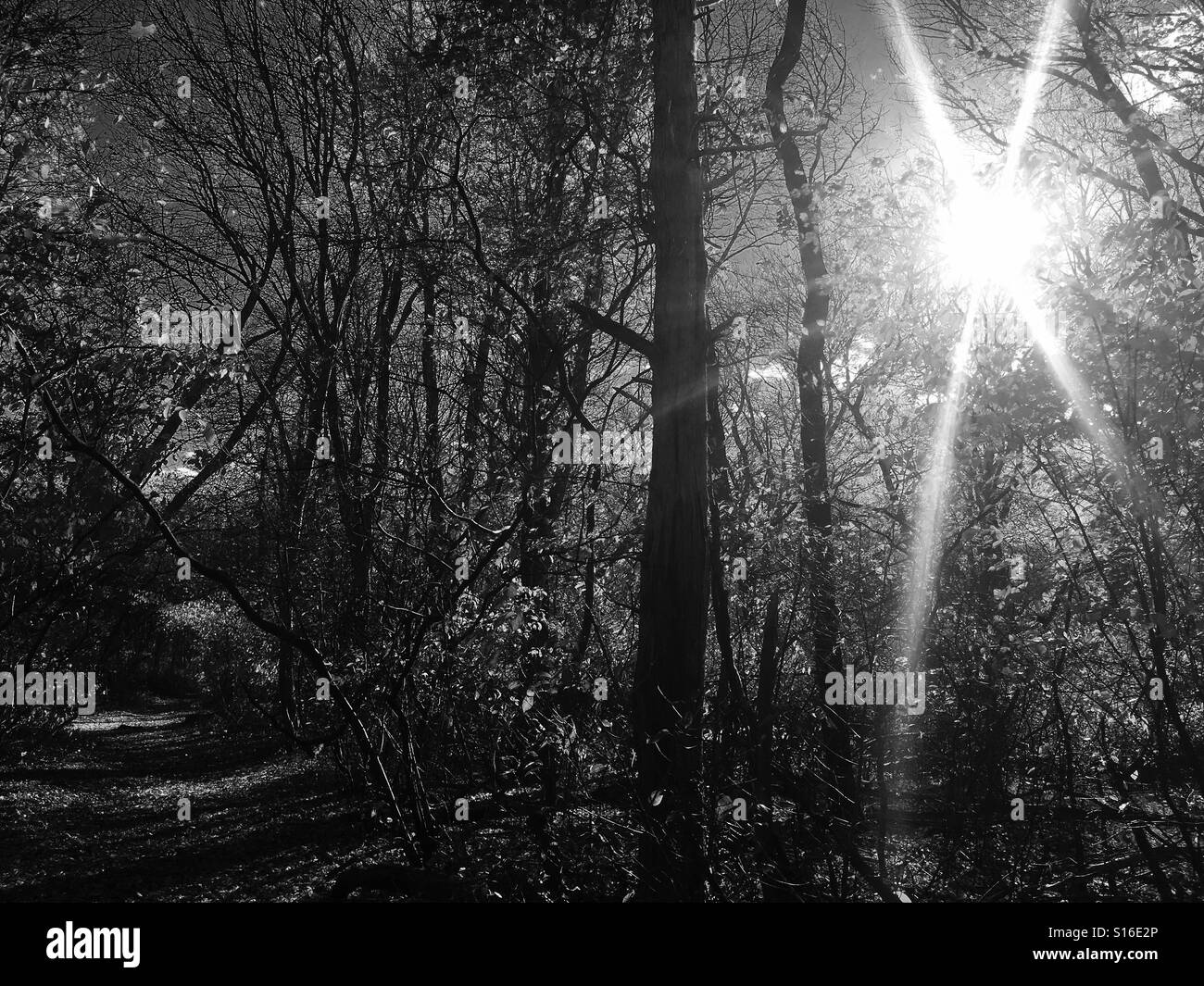 Sun through the trees - Smartphone Captured Stock Image