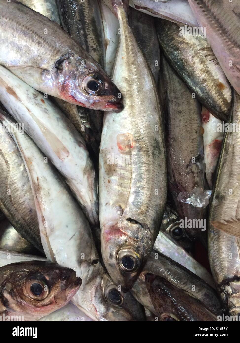 Fish in a pile Stock Photo Alamy