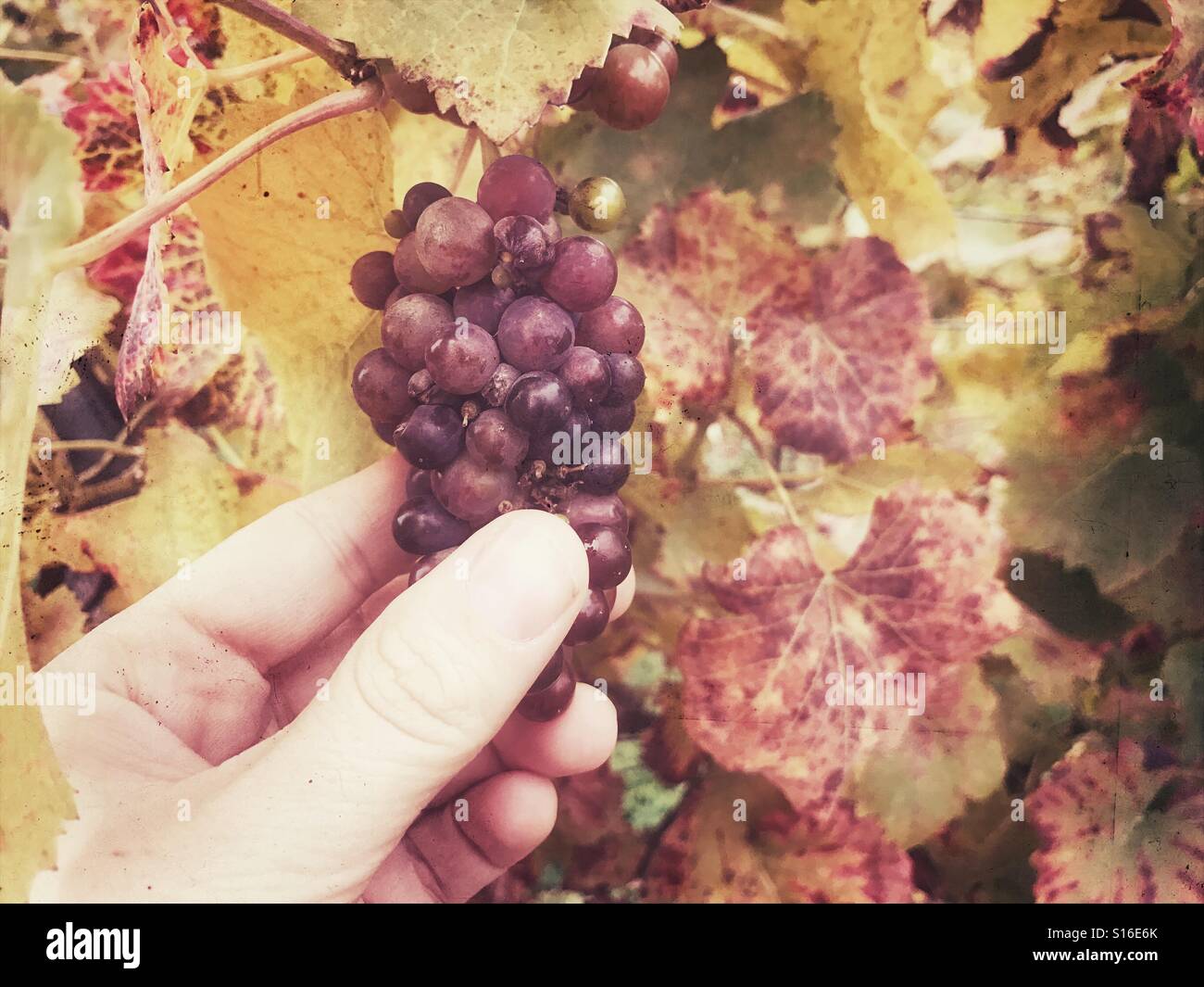 Picking grape Stock Photo