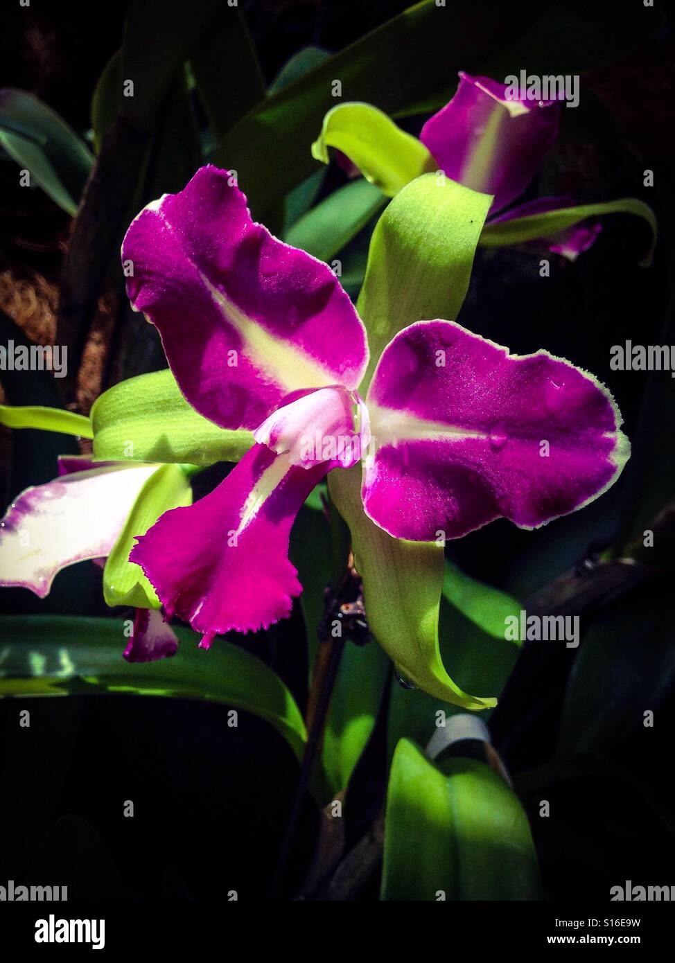 Violet Orchid attachment main image 1
