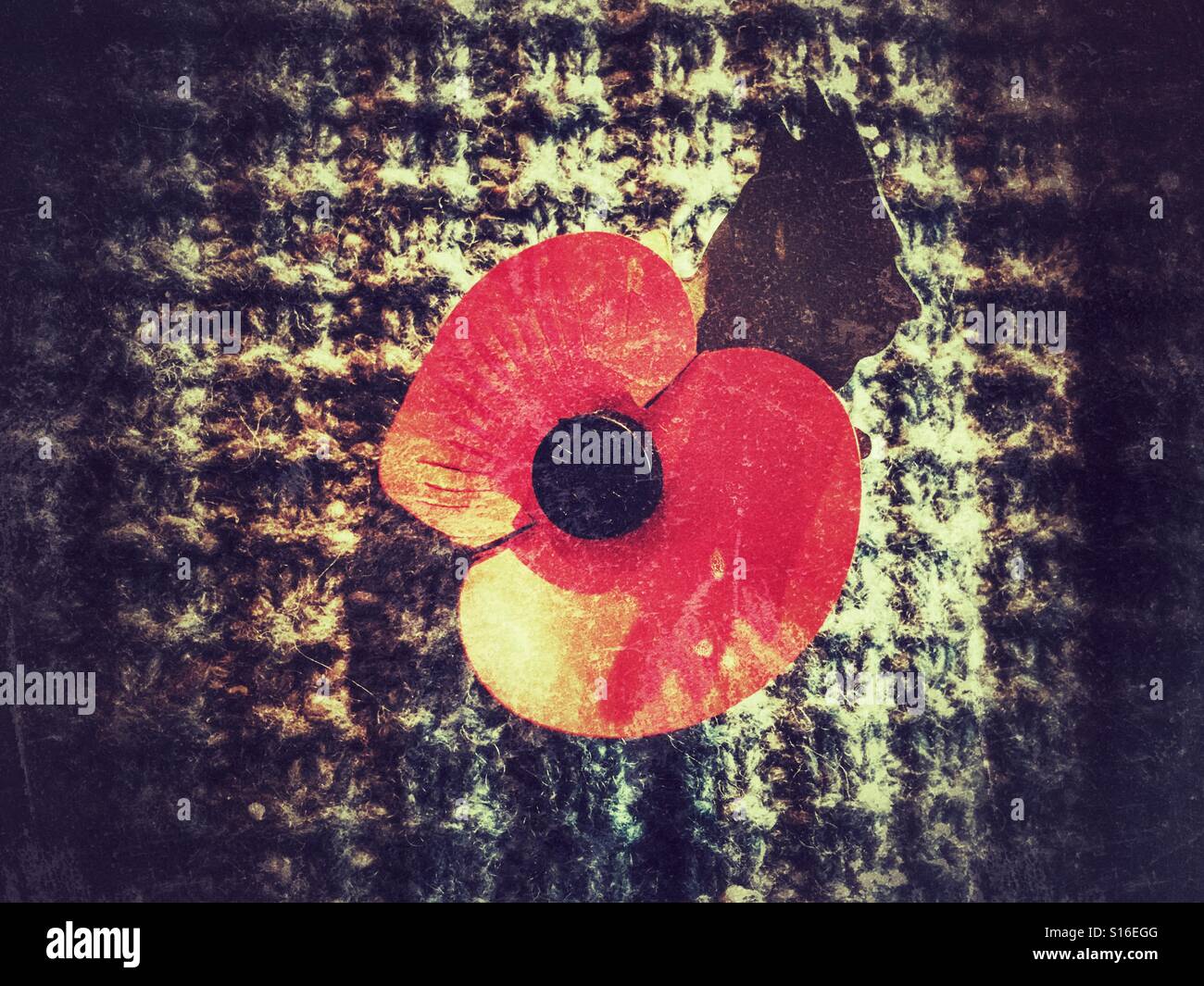 Red poppy to commemorate Armistice Day, 11th November - Smartphone Captured Stock Image