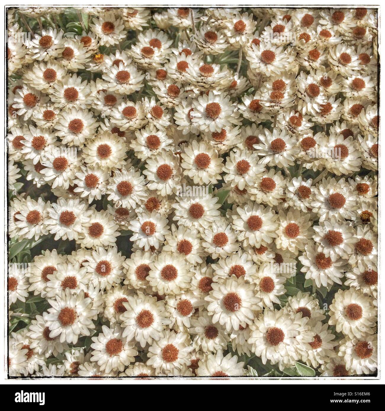 White Everlasting flowers Stock Photo Alamy