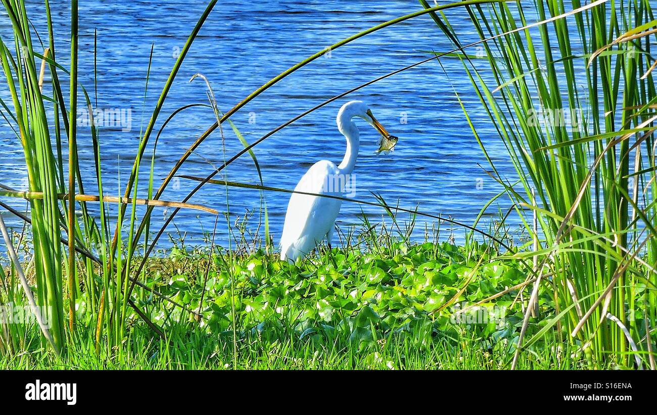 Bird caught a fish. Stock Photo