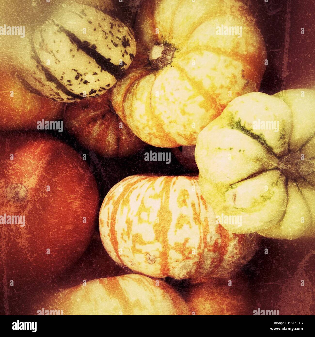 Group of assorted squashes in a random heap Stock Photo
