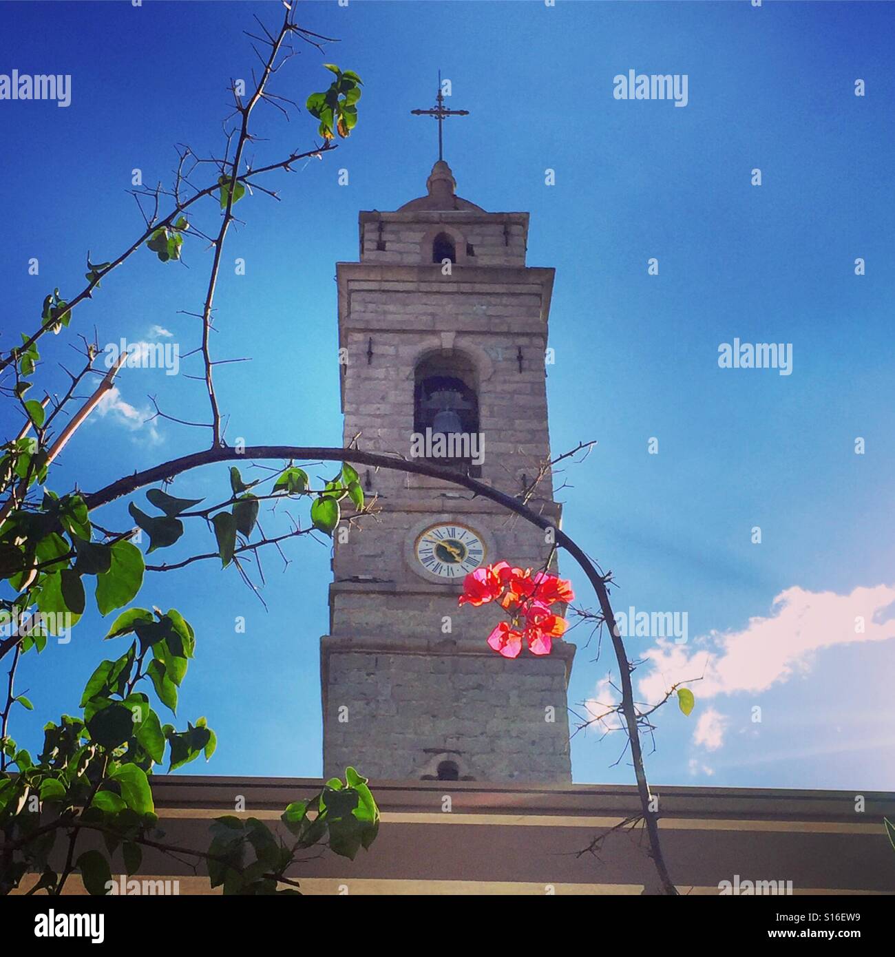 Looking up at the pink flower in front of the church bell tower Stock Photo