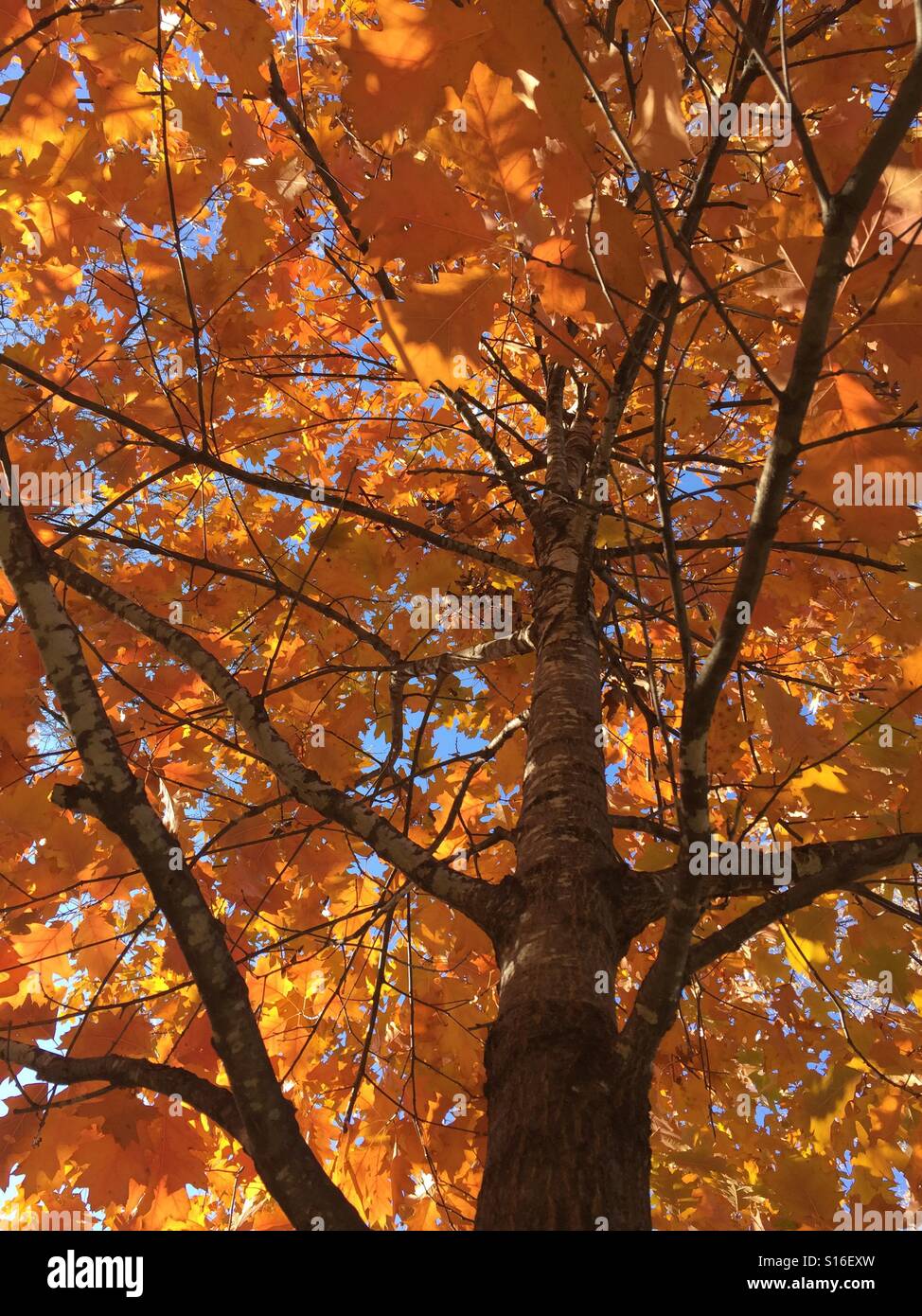 Fall in canada hi-res stock photography and images - Alamy