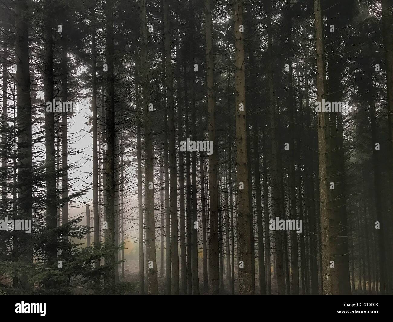 Tall trees foggy weather - Smartphone Captured Stock Image Tall trees foggy weather - Smartphone Captured Stock Image