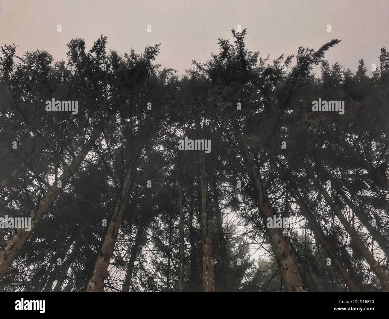 Trees and fog - Smartphone Captured Stock Image Trees and fog - Smartphone Captured Stock Image