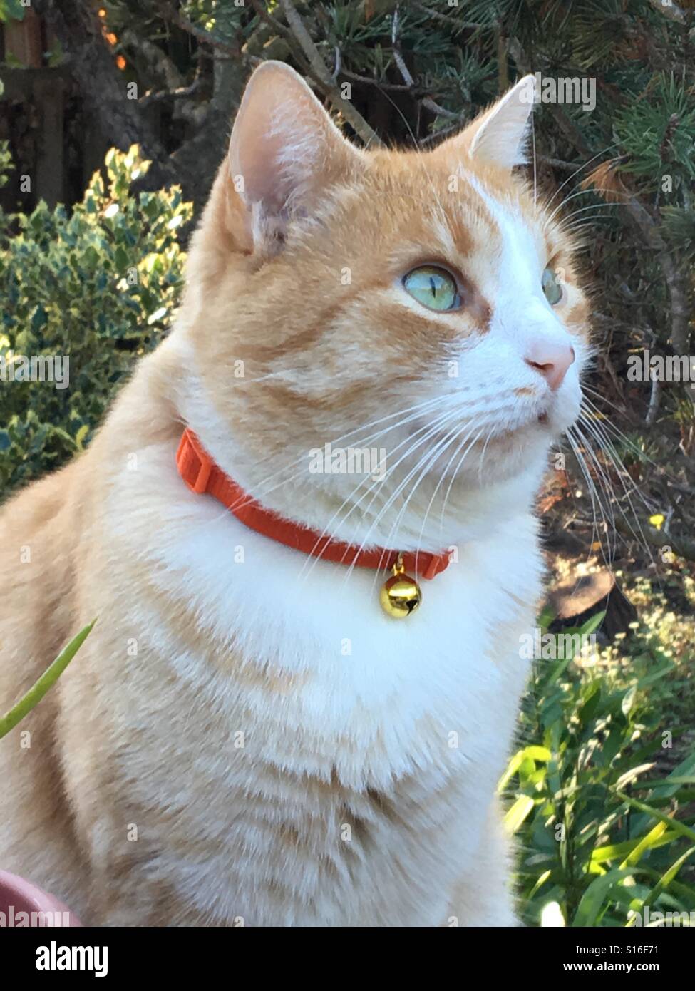 orange collar on cat