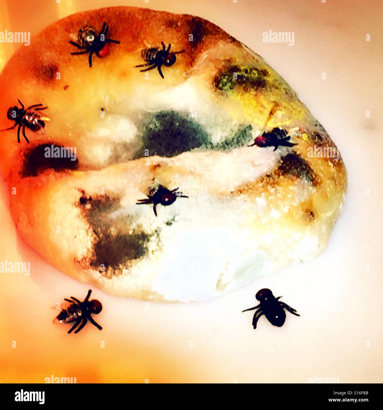 Houseflies feasting on a moldy rancid baked bialy USA - Smartphone Captured Stock Image