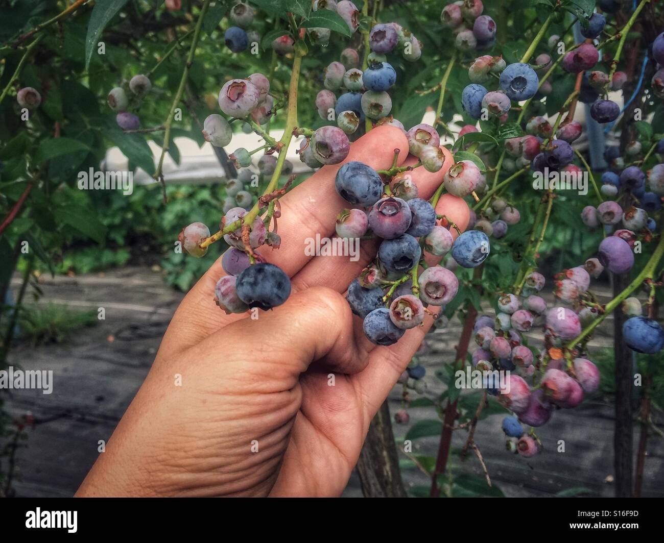 Picking blueberry - Smartphone Captured Stock Image