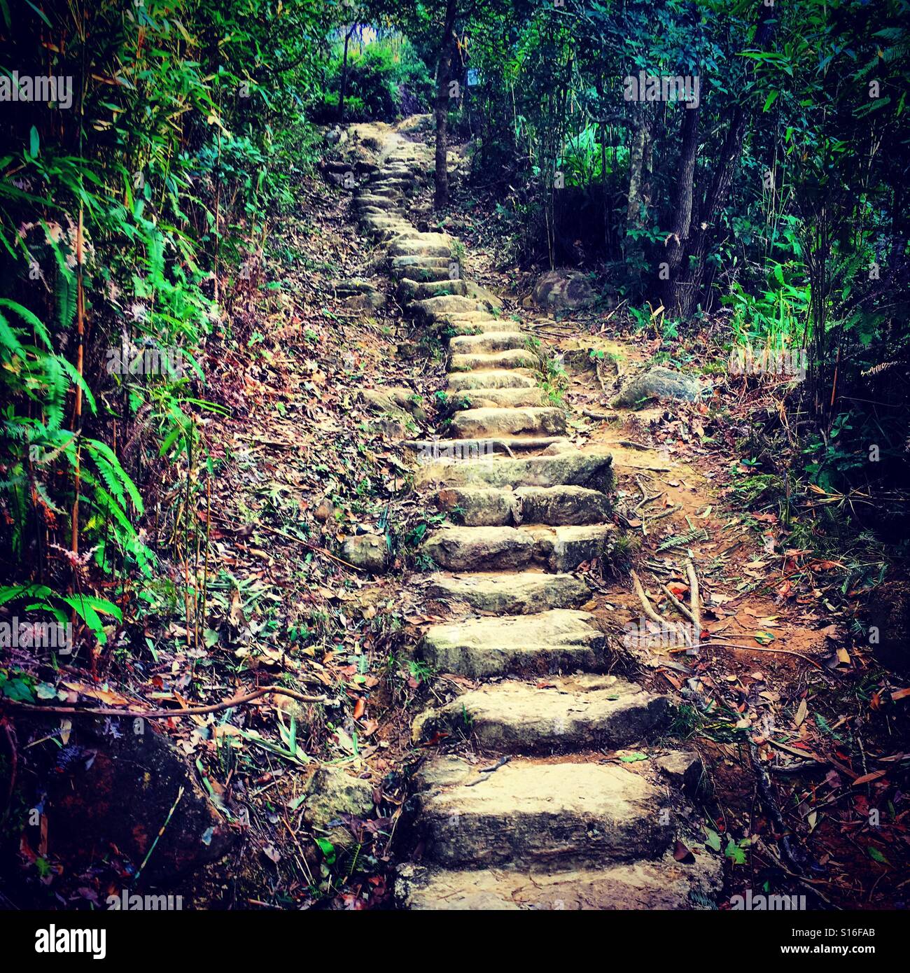 stone stairs footpath in the jungle in s mountain forest in hong kong for hicking - Smartphone Captured Stock Image