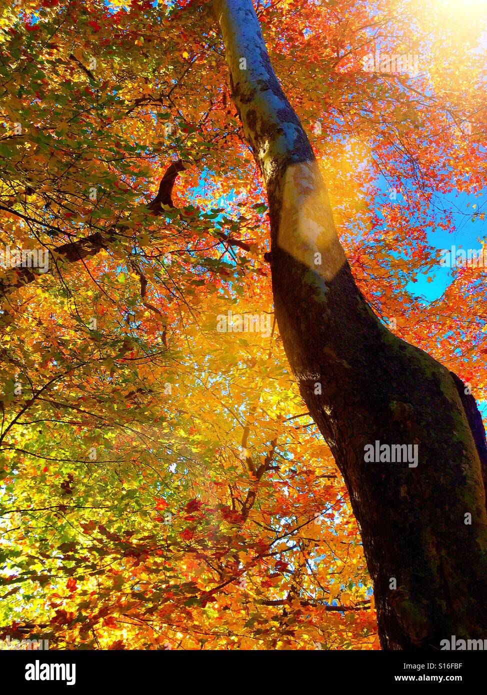 Fall foliage in the northeastern United States Stock Photo Alamy