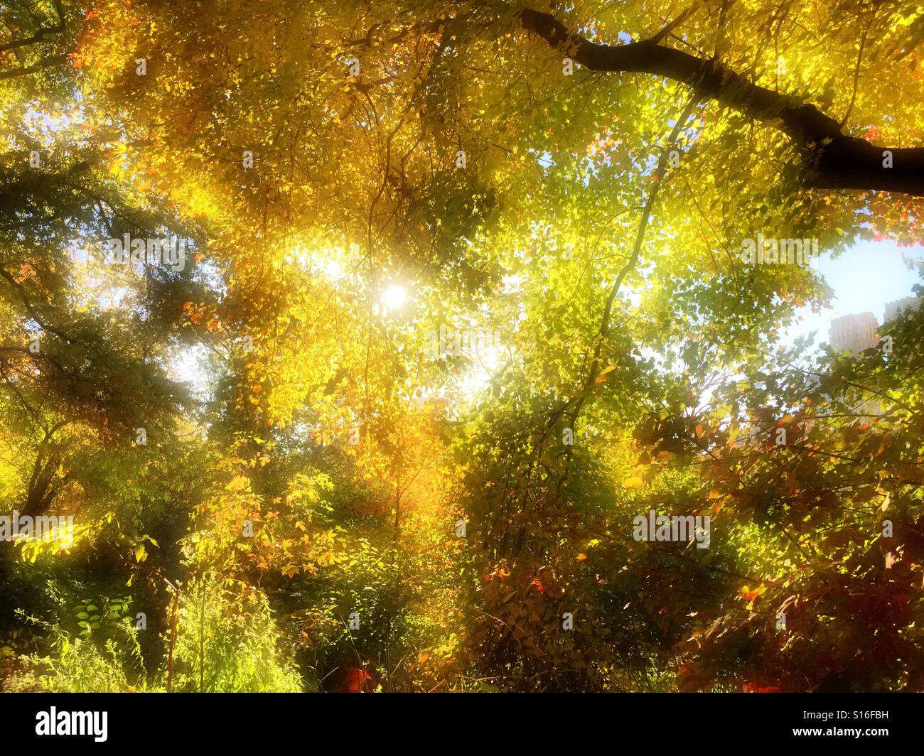 Fall foliage in the northeastern United States Stock Photo Alamy