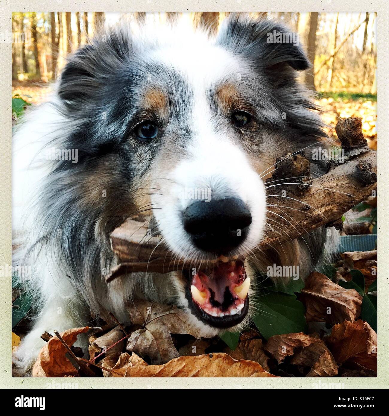 Blue Merle Sheltie chewing on stick in the woods - Smartphone Captured Stock Image