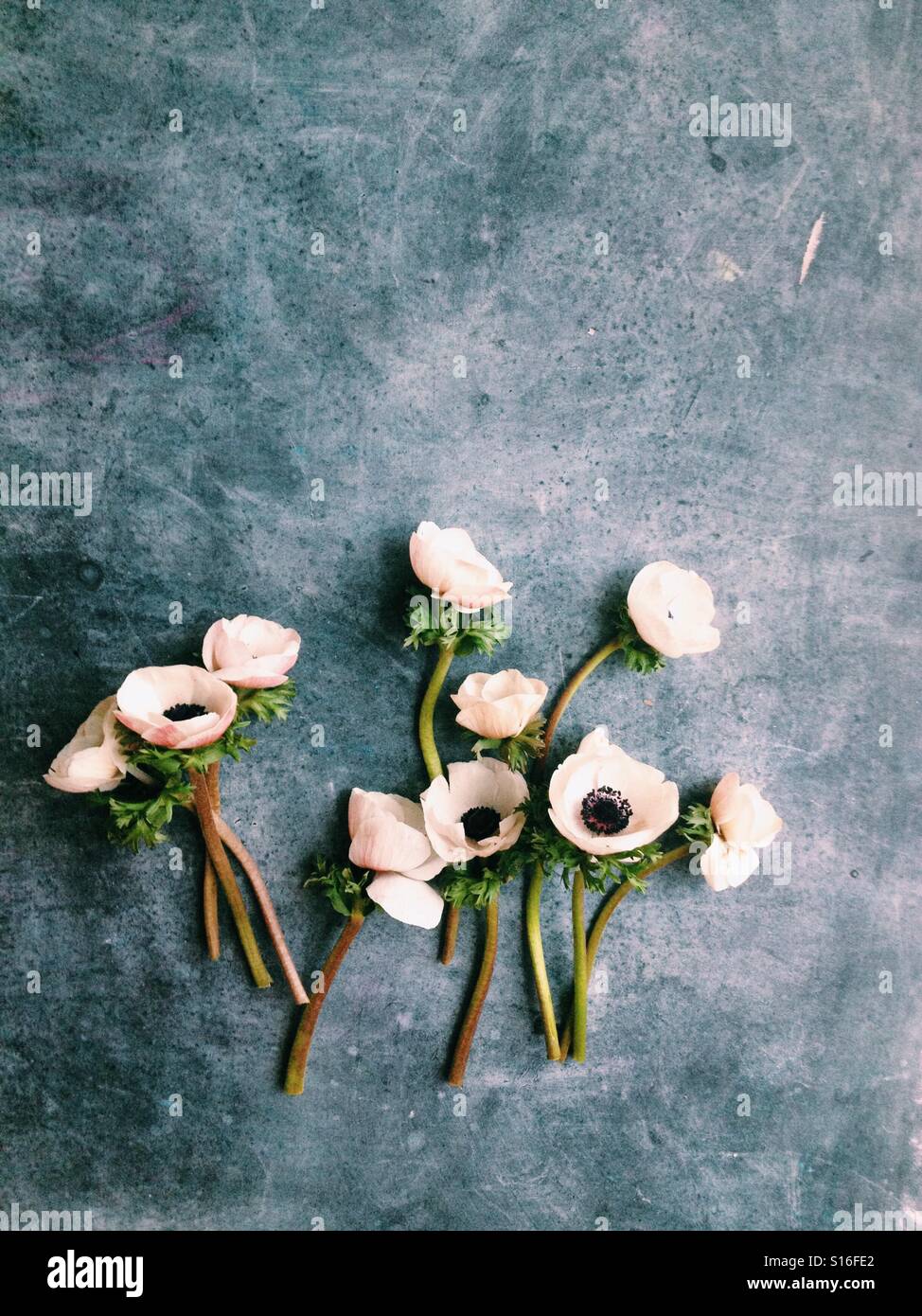 Anemone flower flatlay Stock Photo