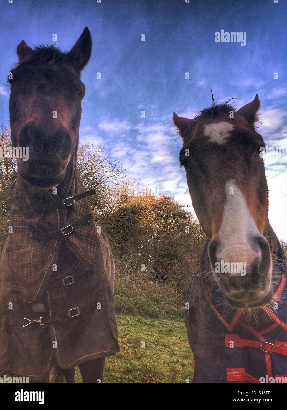 Horses in blankets Stock Photo Alamy