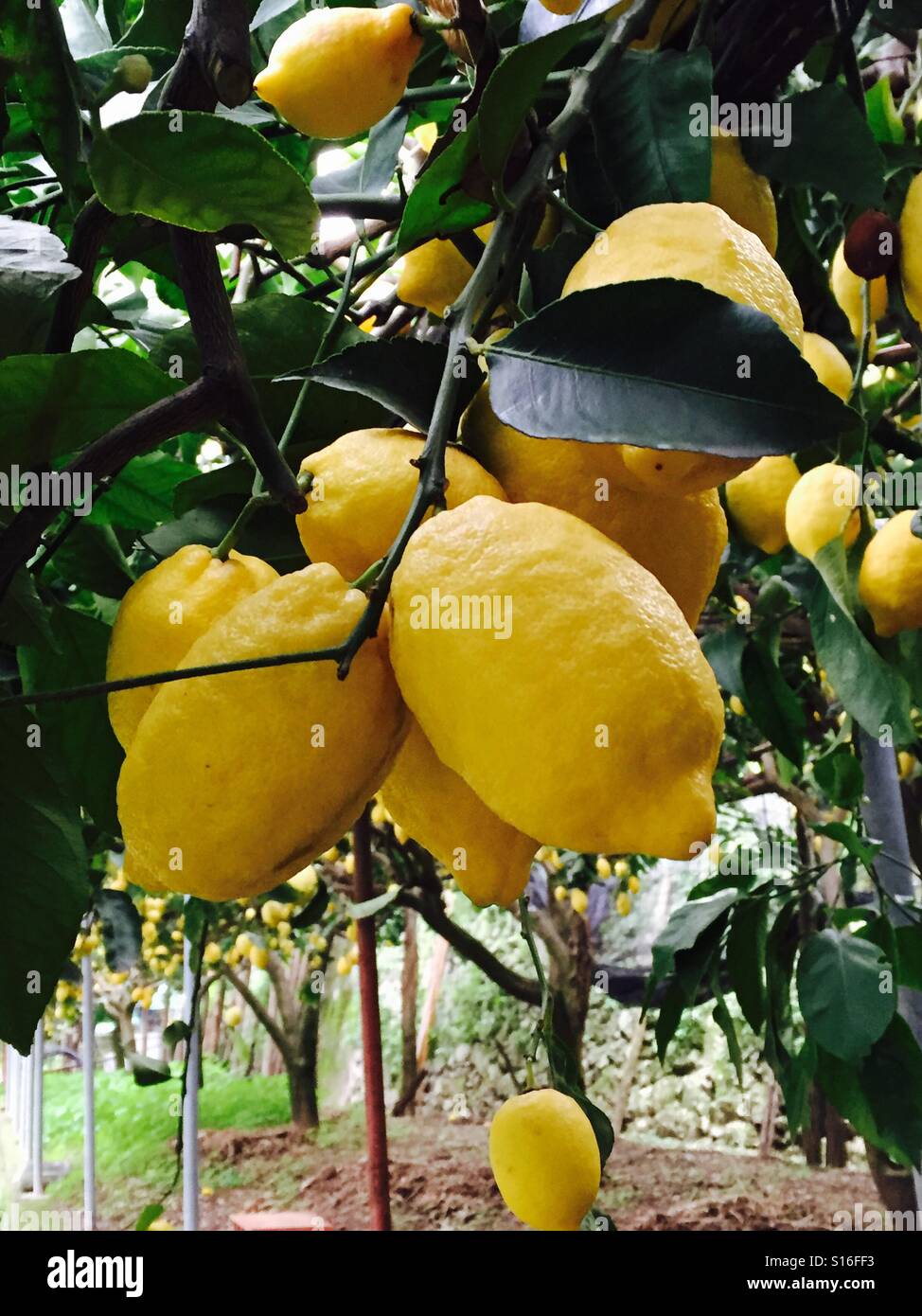 Amalfi coast's lemons Stock Photo