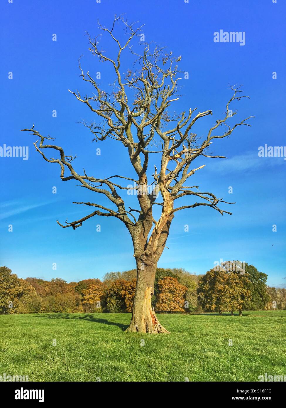 Dead oak tree against blue sky on a bright autumn day in November Stock