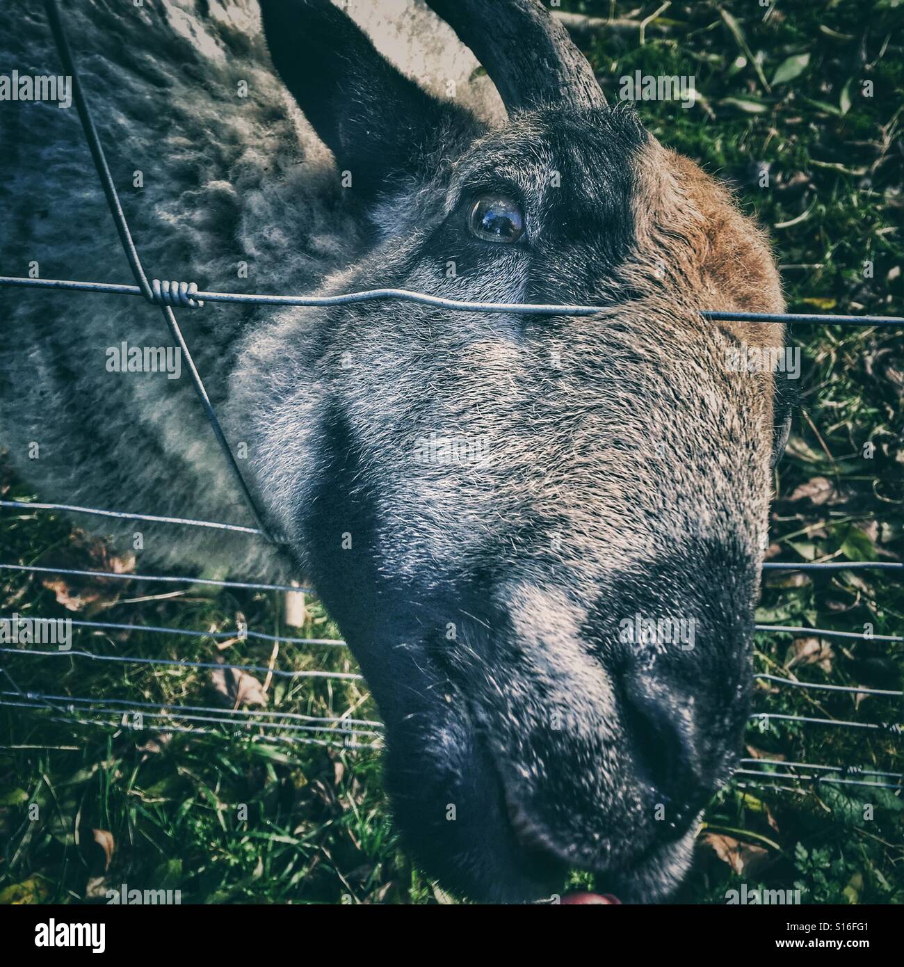 Sheep nibbling on my finger Stock Photo