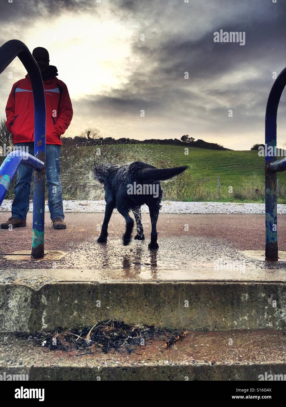 Dog shakes after swim in sea Stock Photo Alamy