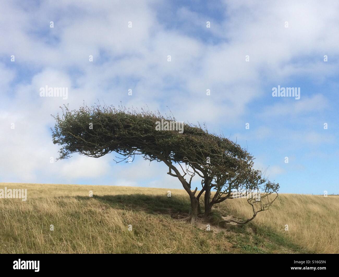 Windswept tree hires stock photography and images Alamy