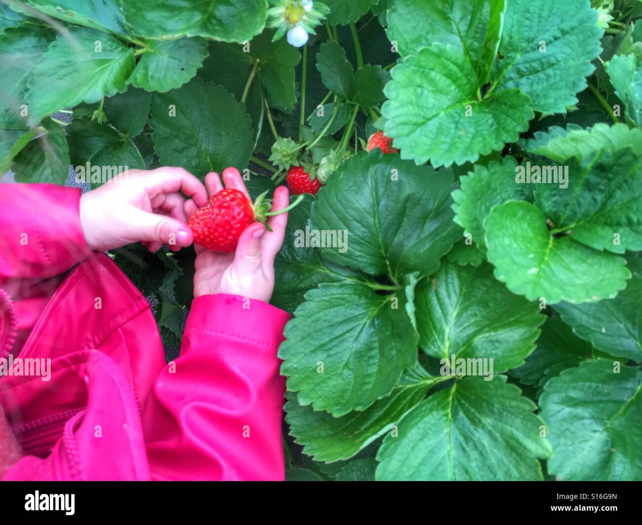 Toddler picking strawberries - Smartphone Captured Stock Image