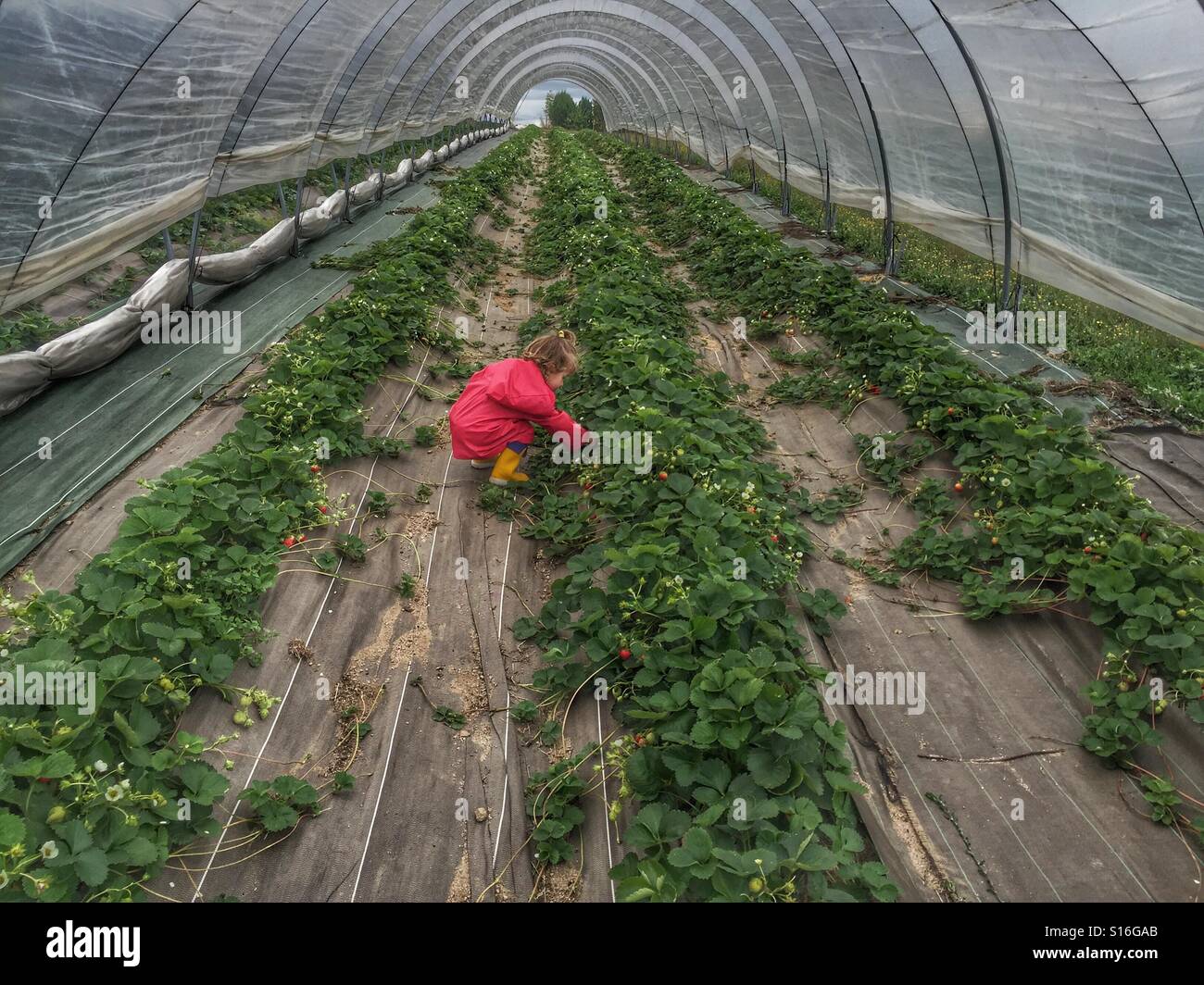 Toddler picking a strawberries - Smartphone Captured Stock Image