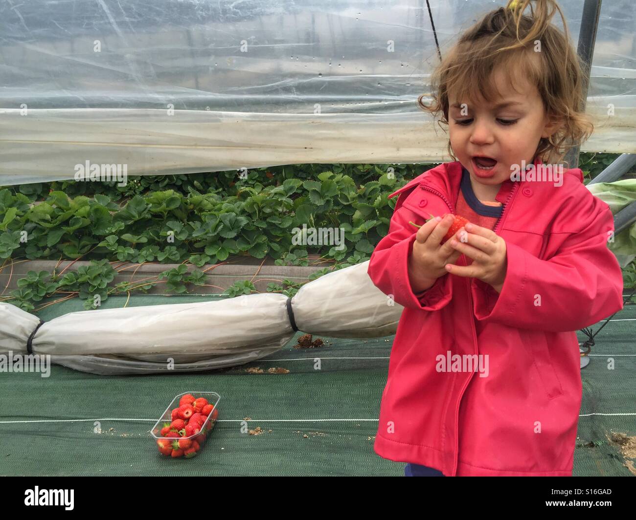 Toddler eating and picking strawberries - Smartphone Captured Stock Image