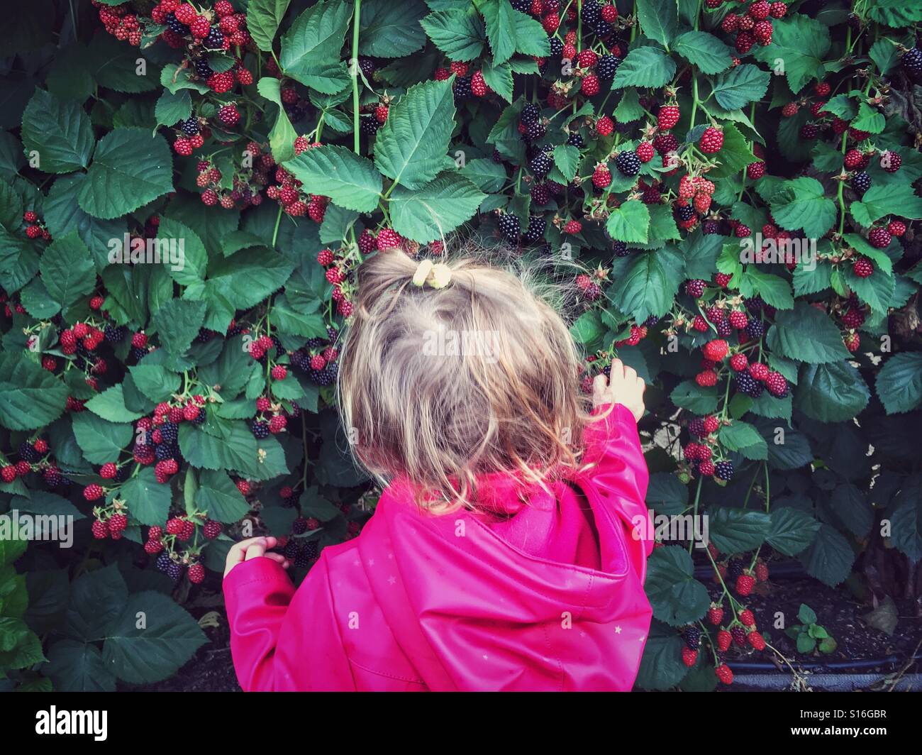 Toddler picking a blackberries Loire France - Smartphone Captured Stock Image