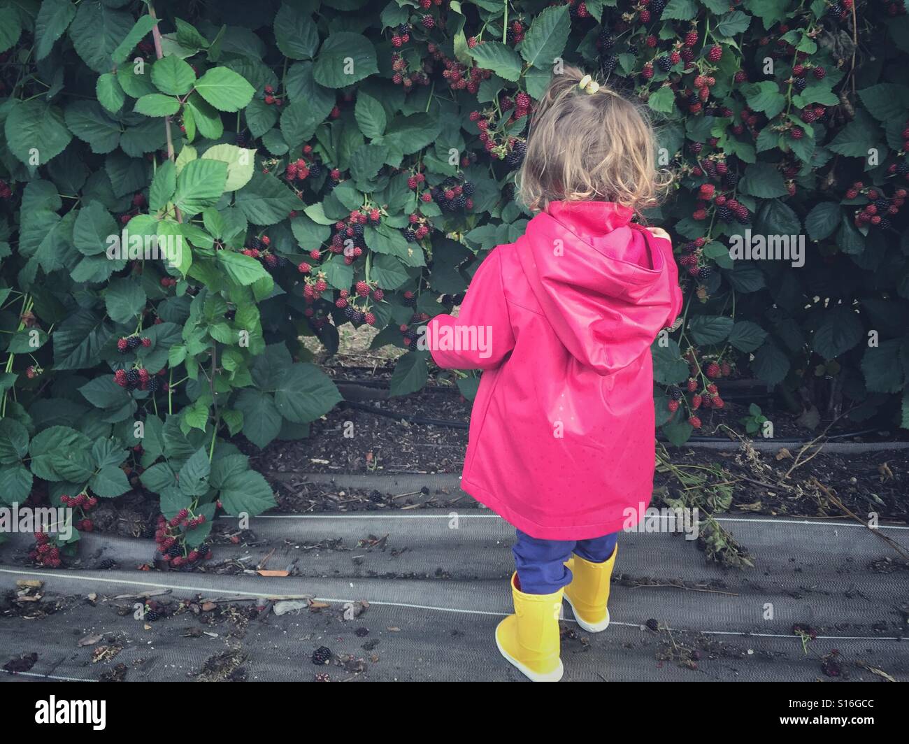 Toddler picking a blackberries - Smartphone Captured Stock Image