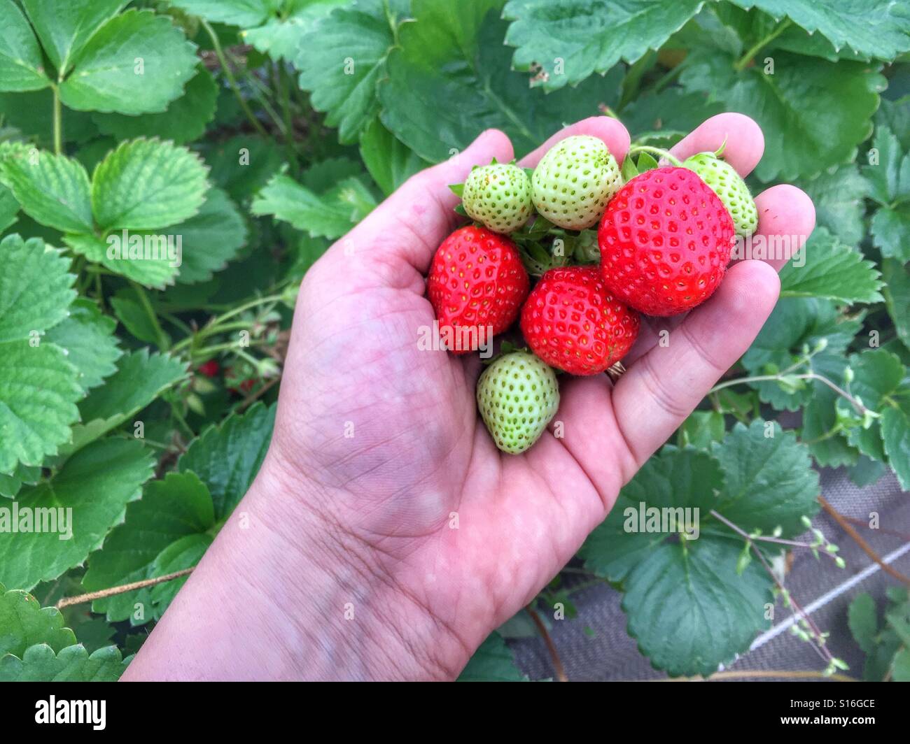 Picking strawberries - Smartphone Captured Stock Image
