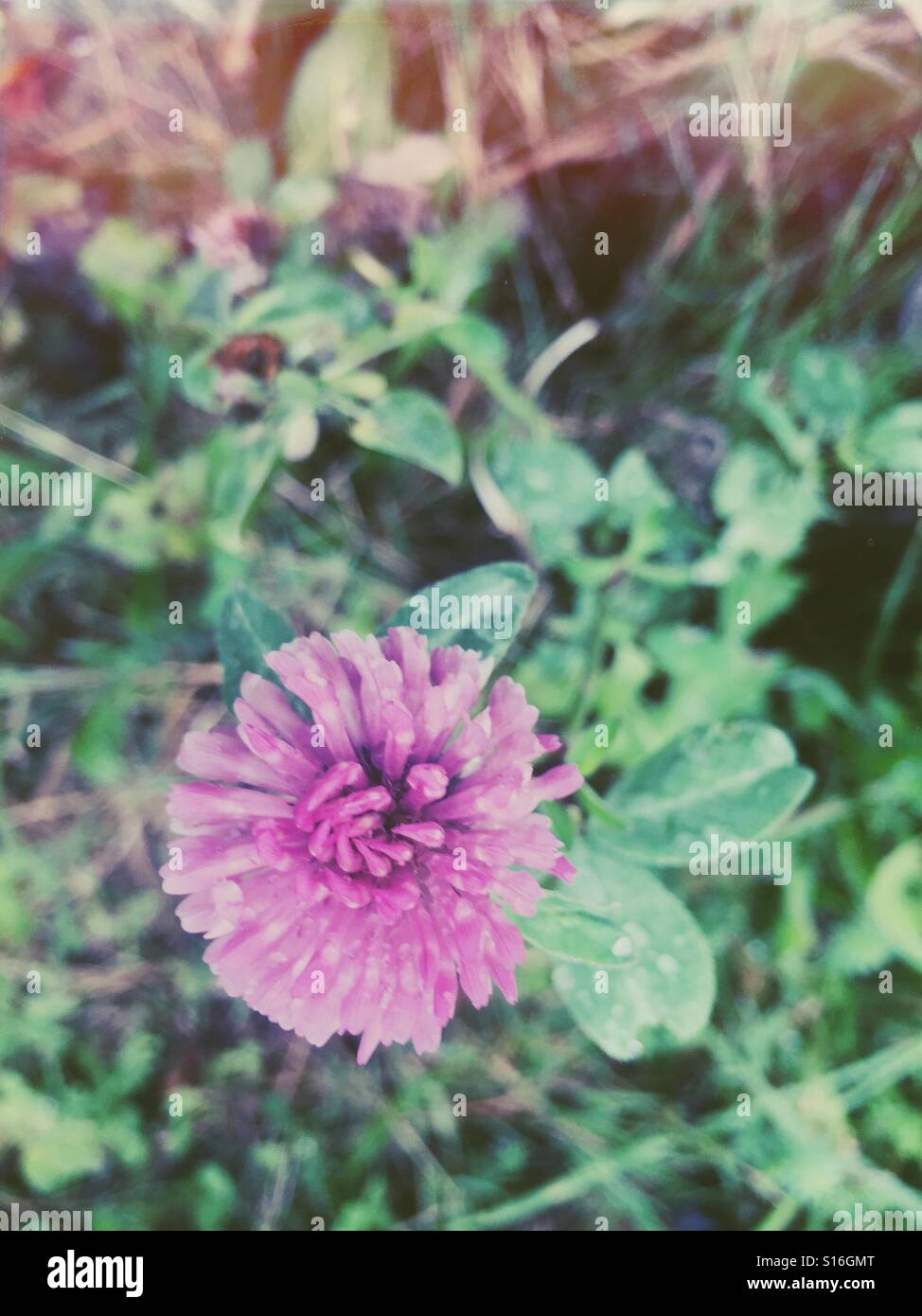 Clover or trifoil plant (Trifolium) - Smartphone Captured Stock Image