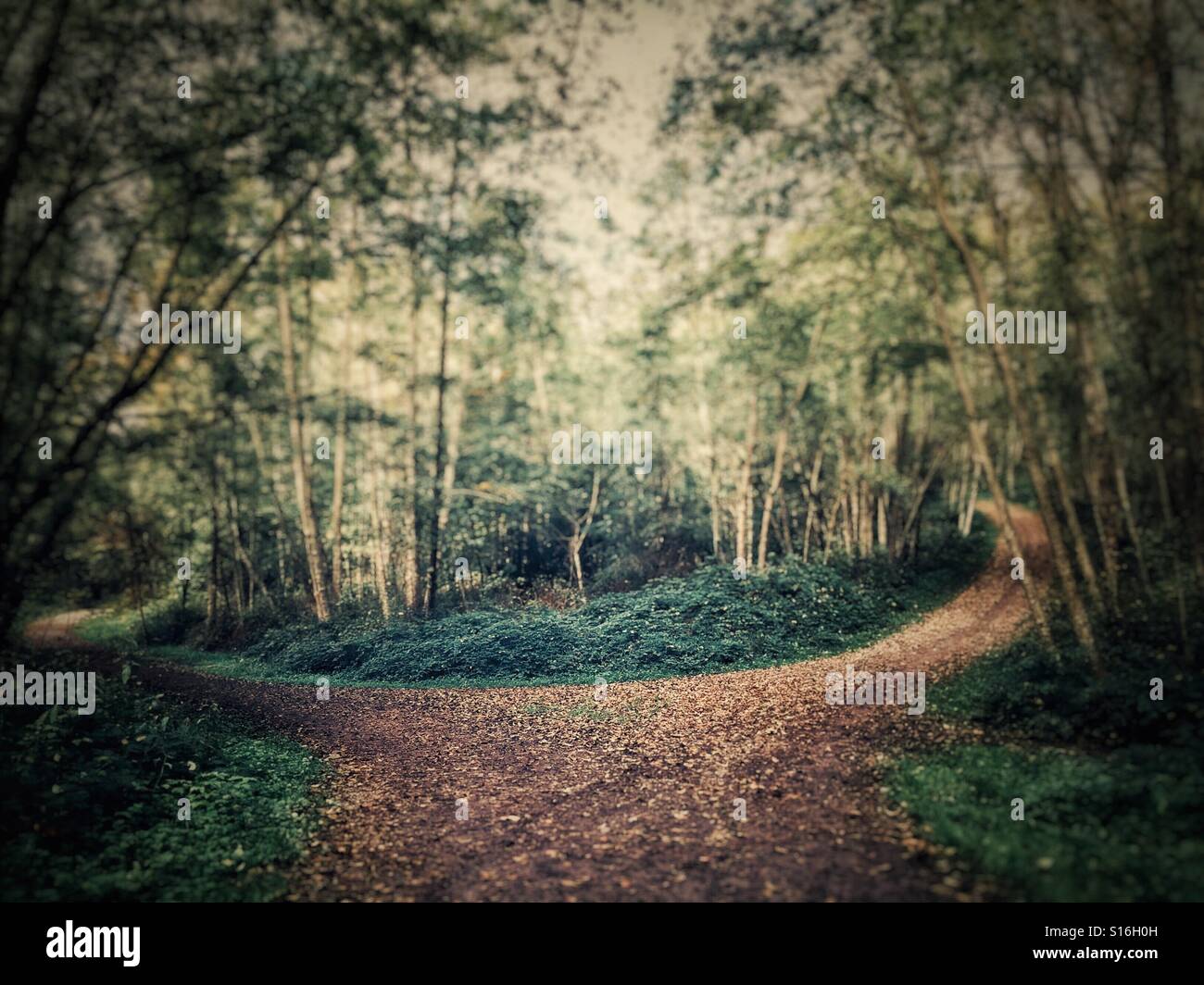 Fork in the road on a woodland forest path. Stock Photo