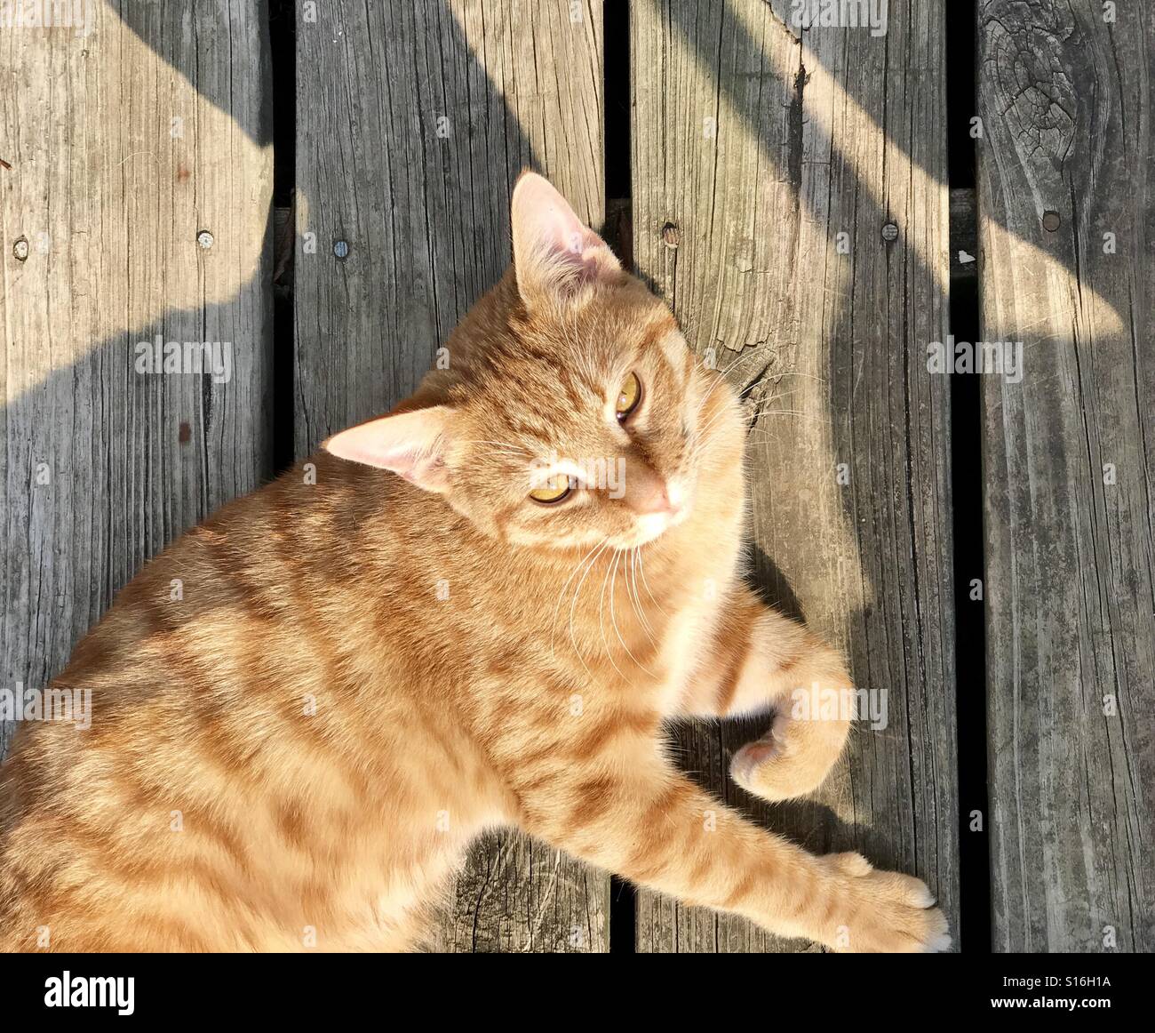 Orange or ginger tabby cat approximate year-and-one-half old relaxing and having warm fuzzies in sunshine on outdoor wooden deck Stock Photo