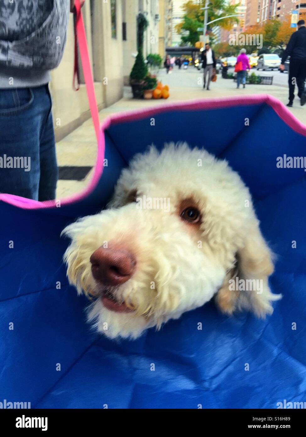 Fluffy white dog sports a protective collar on the sidewalks of New York, NYC - Smartphone Captured Stock Image