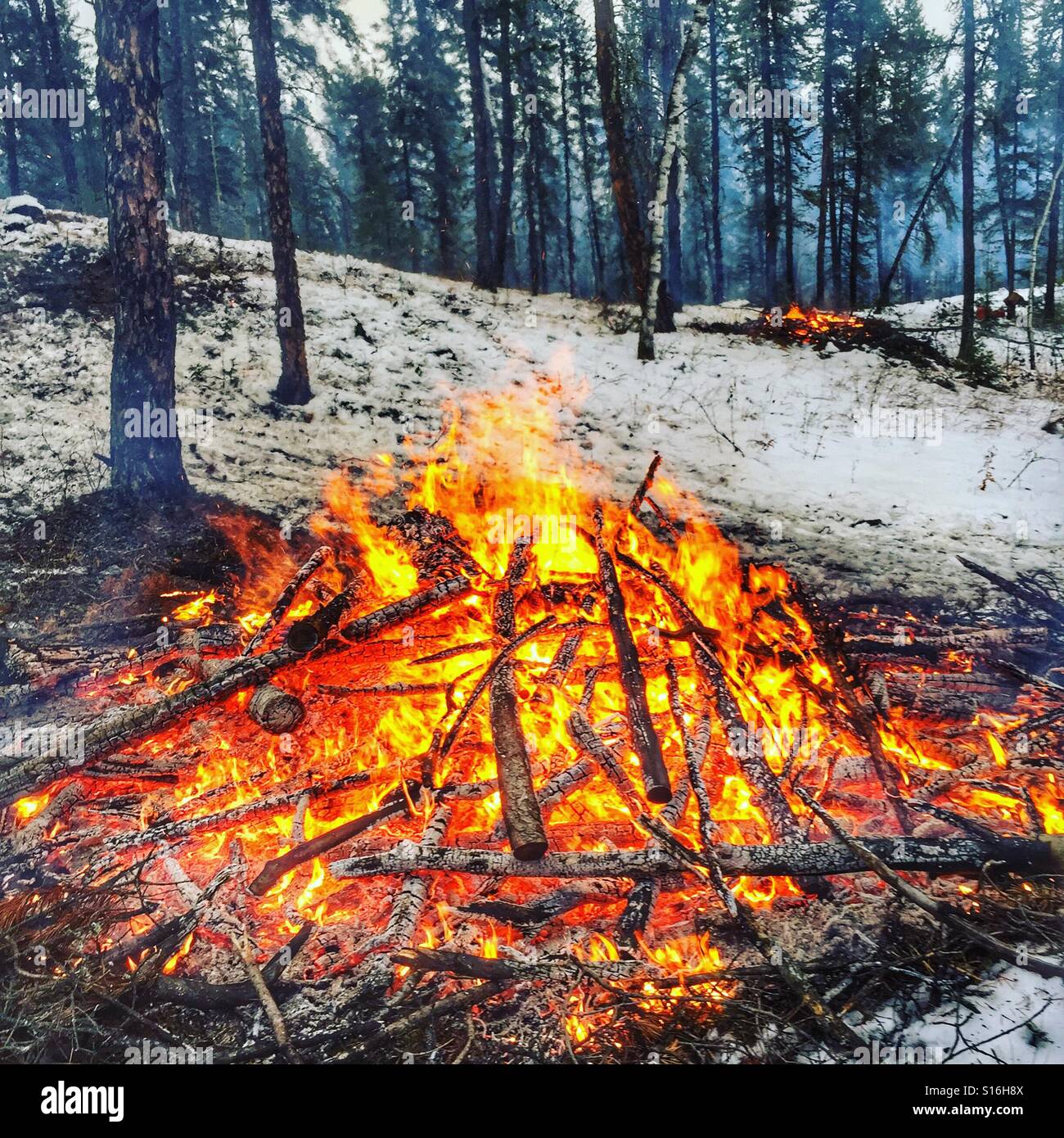 Bonfire in the forest hi-res stock photography and images - Alamy