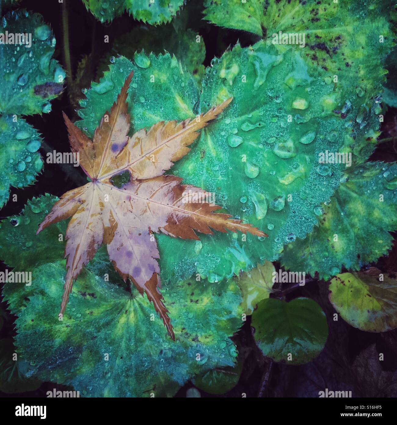 A fallen Autumn Maple leaf lying on wet rain soaked ground cover plants