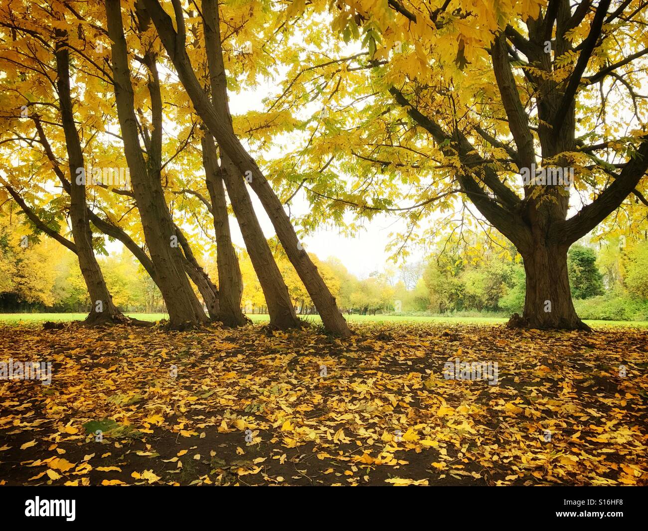 The Grove, Carshalton in autumn, a wonderful park in Greater London , UK - Smartphone Captured Stock Image