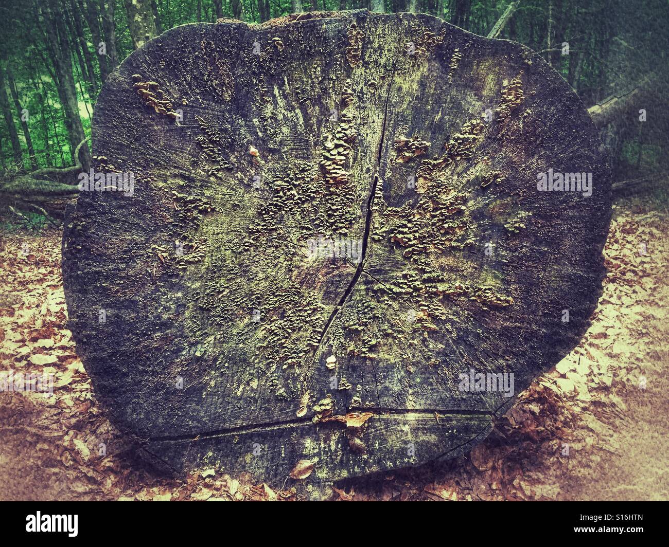 C cut view of a dead tree - Smartphone Captured Stock Image