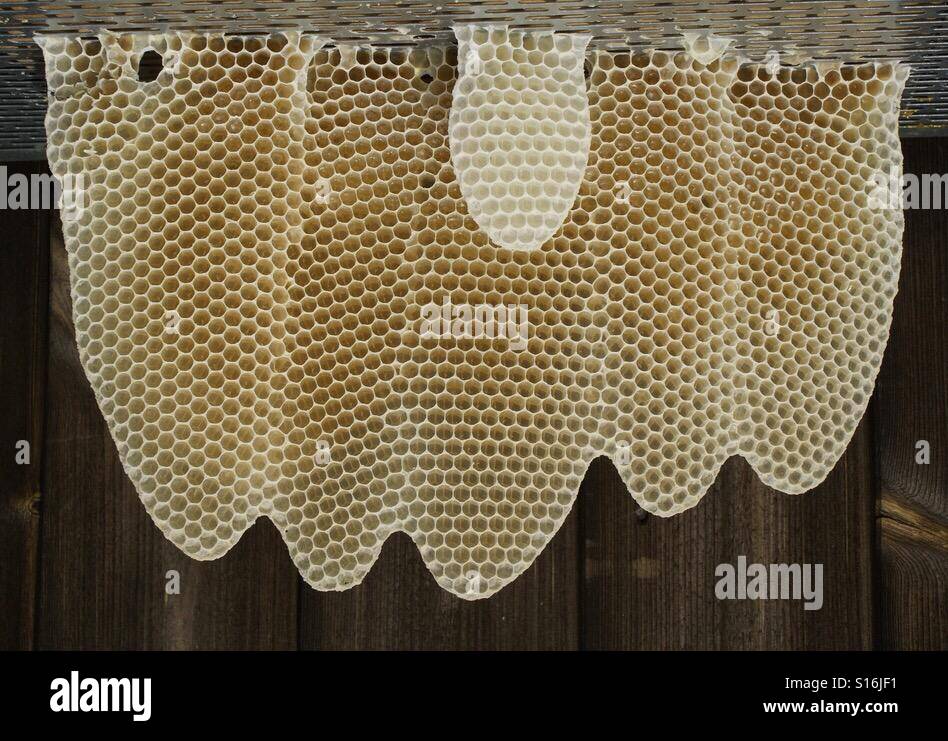 Wax Bees Wax Stock Photo Alamy
