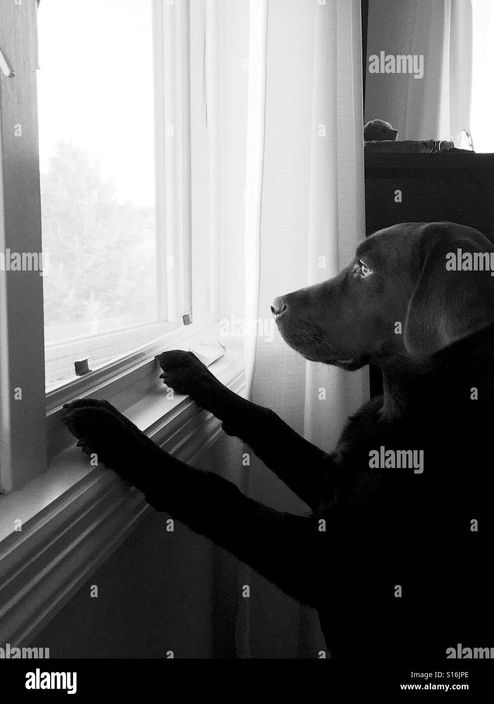 Dog looking out a window - Smartphone Captured Stock Image