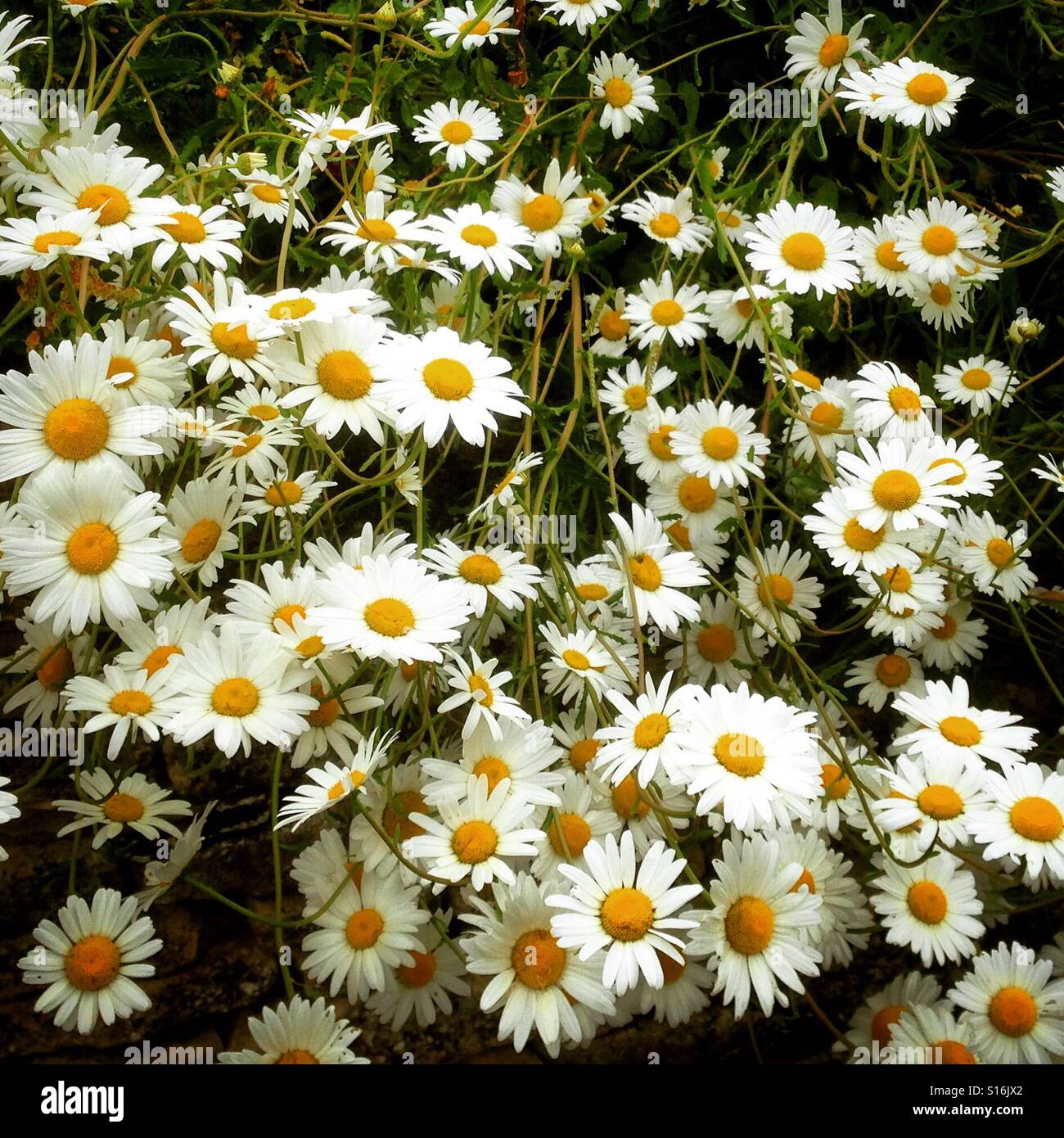 Profuse moon daisy flowers full frame background Stock Photo