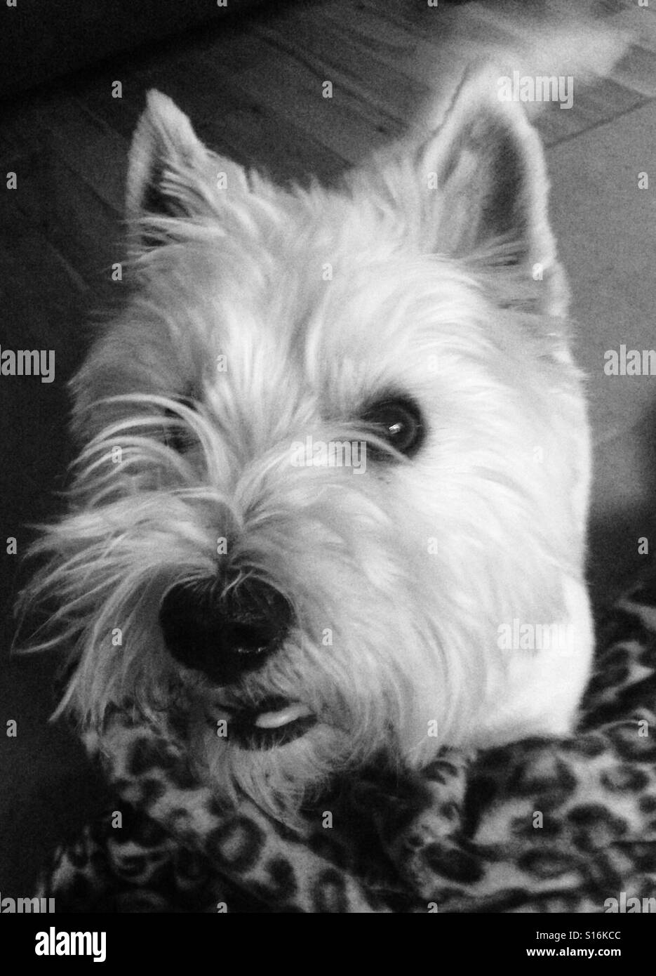 Cute westie, west highland terrier Stock Photo Alamy