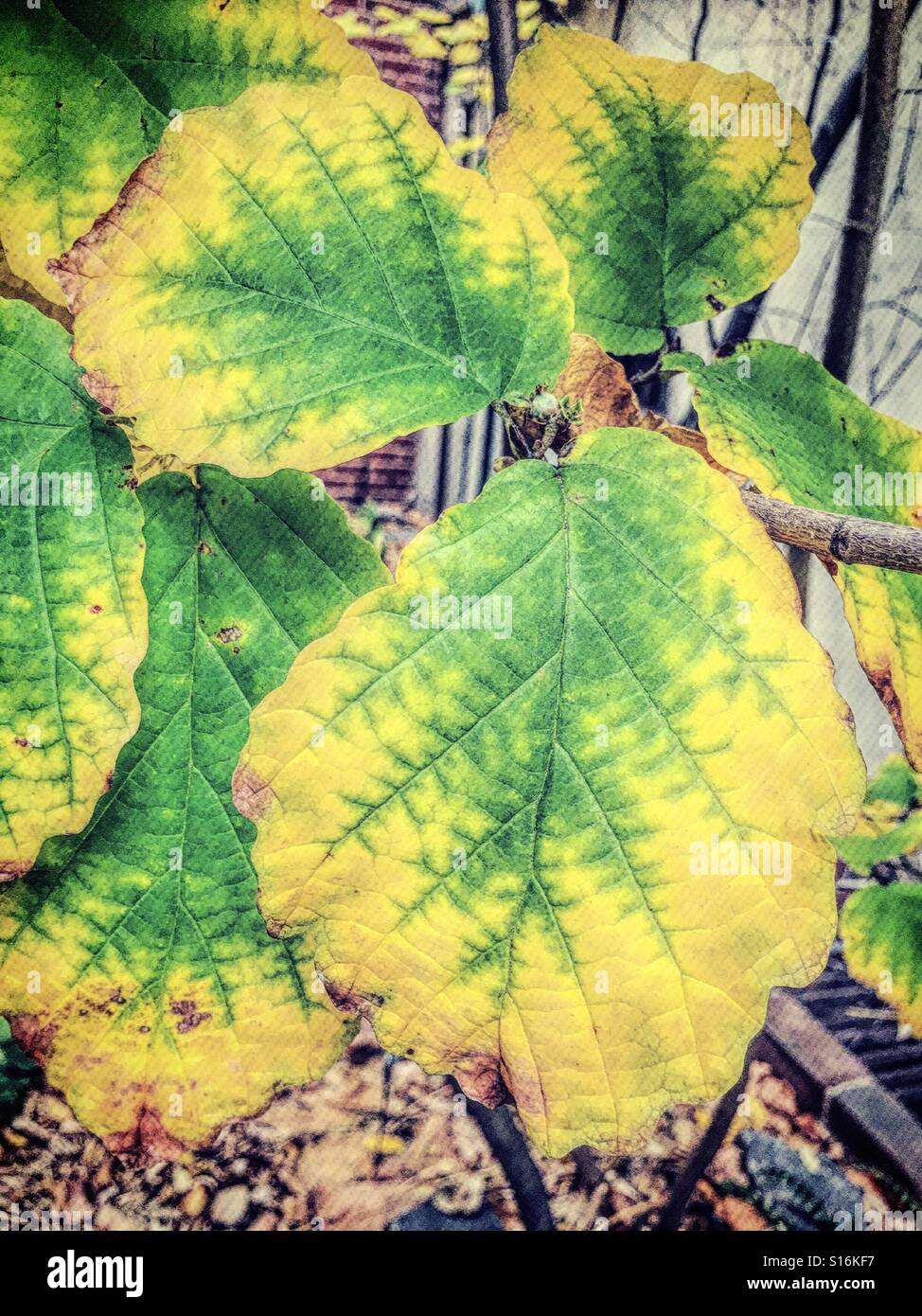 Fall leaves feature a green pattern on yellow background - Smartphone Captured Stock Image